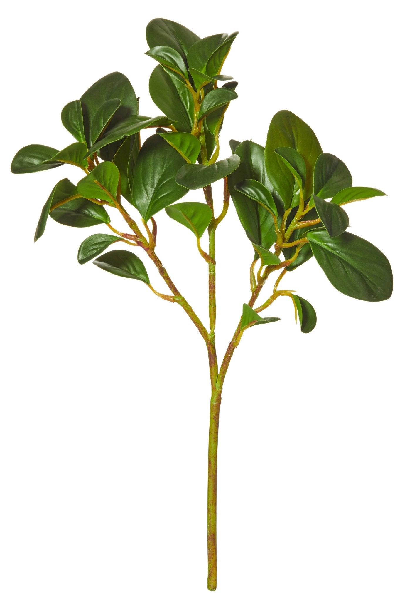 Peperomia Stem -The Mountain Merchant -IsAlbi