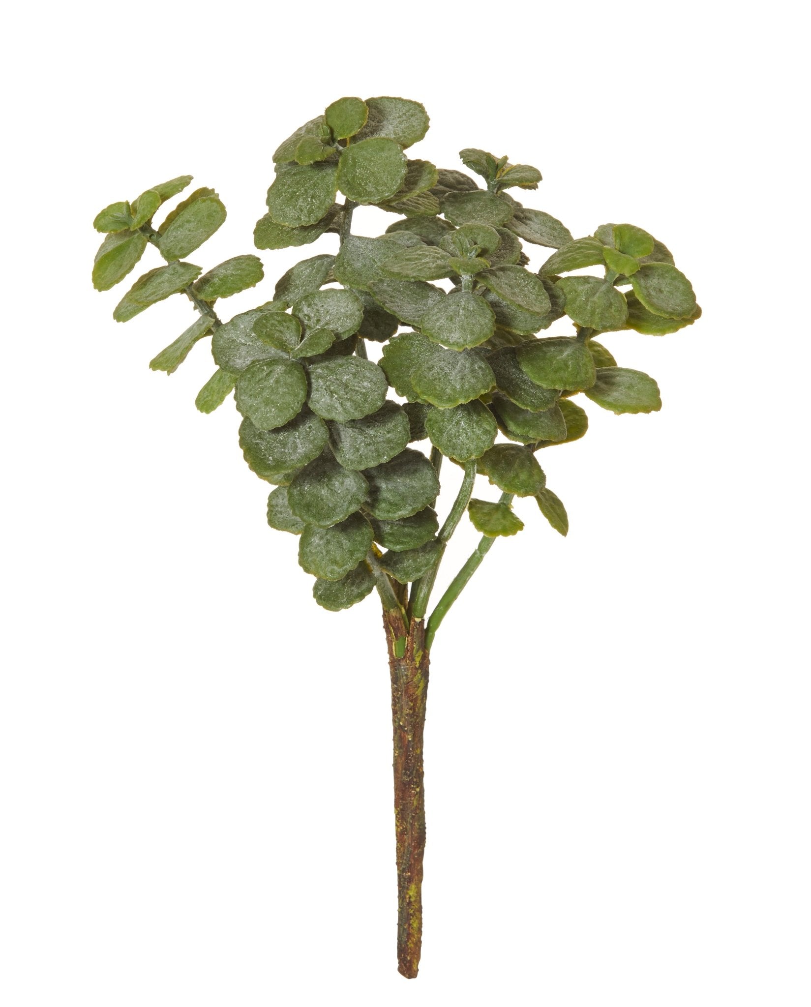 Peppermint Leaf Succulent Stem -The Mountain Merchant -IsAlbi
